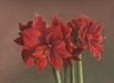 Bildet viser en malt bukett røde vakre amarullus blomster. 