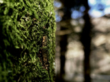 Naturbilde