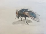 tegning av ei flue