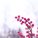 Vinterlys
- Kulturskolens lærerforestilling